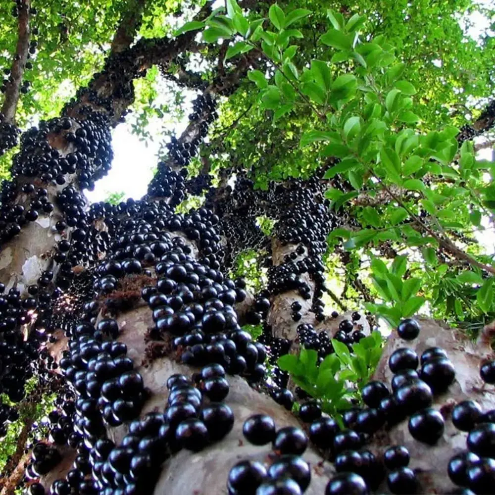 Jabuticaba fruit tree